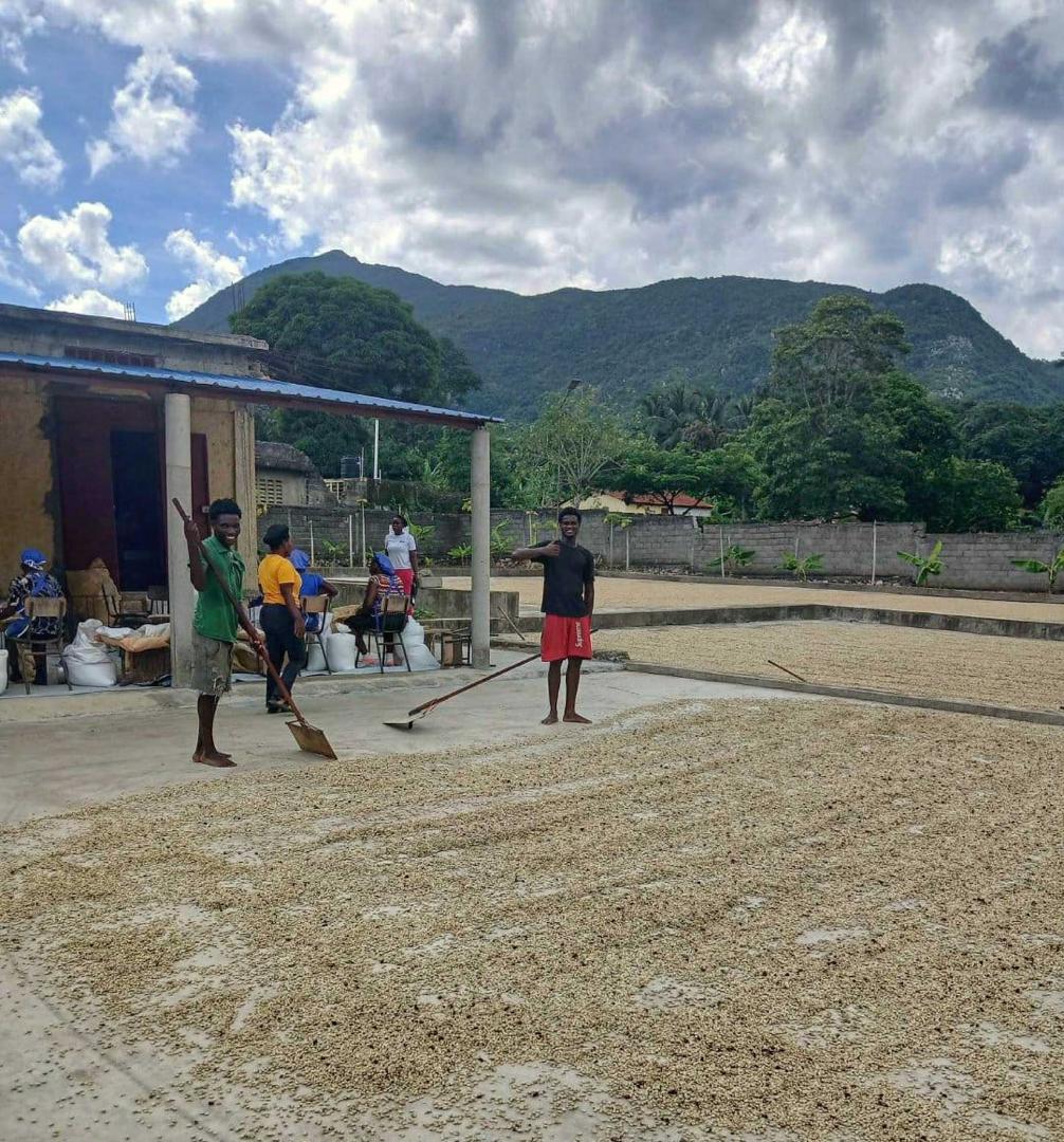AGRI-FARMS GLOBAL coffee cooperative in the mountains of Haiti