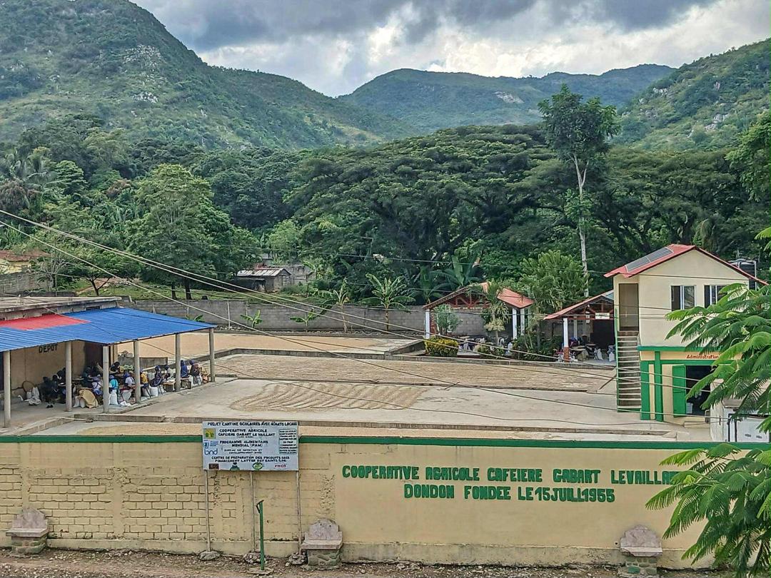 Workers processing coffee in a shaded station