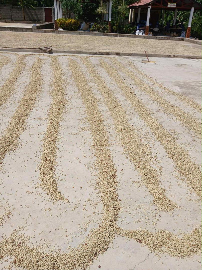 Coffee workers in the Haitian mountains