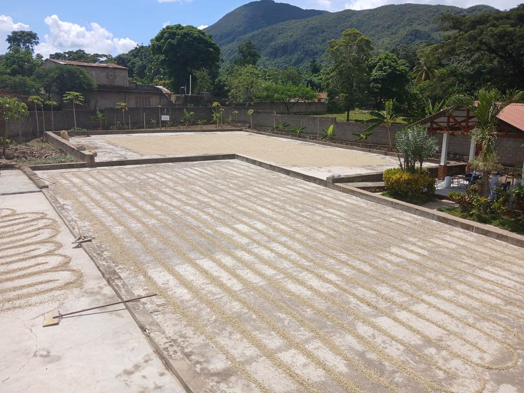 Coffee drying patios surrounded by Haitian mountains